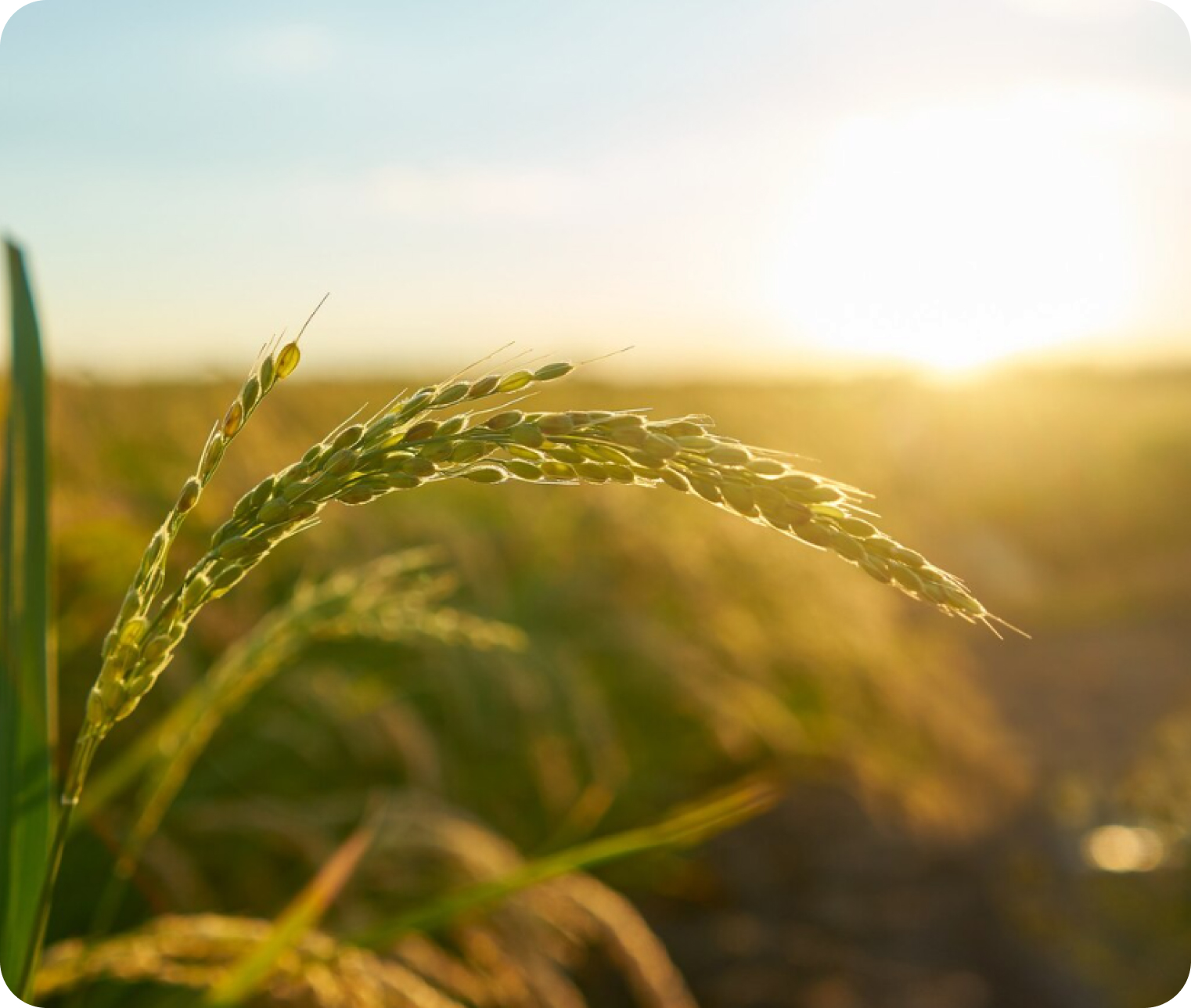 Graanveld bij zonsondergang